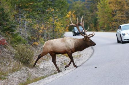 La presencia de animales en la carretera supone un grave peligro para los conductores