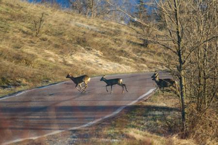 Varios animales cruzan una carretera