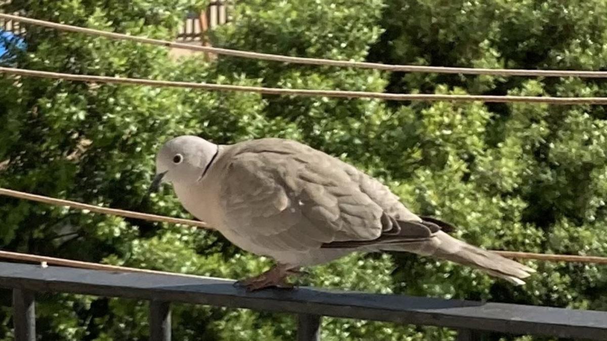 La tórtola visitante del barrio de Sants